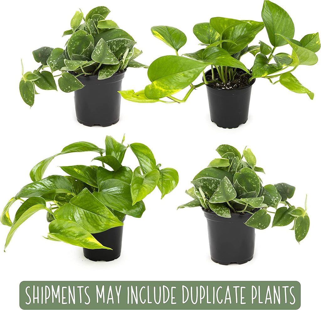 Live Pothos Plants (4PK) Indoor Plants Live Houseplants, Pothos Live Plant House Plants, Money Plant Indoor Pothos Plant Decor, Devils Ivy Trailing Plants Live by Plants for Pets,Black