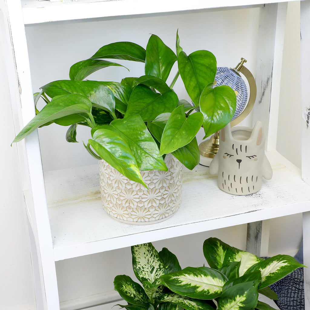 Live Pothos Plants (4PK) Indoor Plants Live Houseplants, Pothos Live Plant House Plants, Money Plant Indoor Pothos Plant Decor, Devils Ivy Trailing Plants Live by Plants for Pets,Black