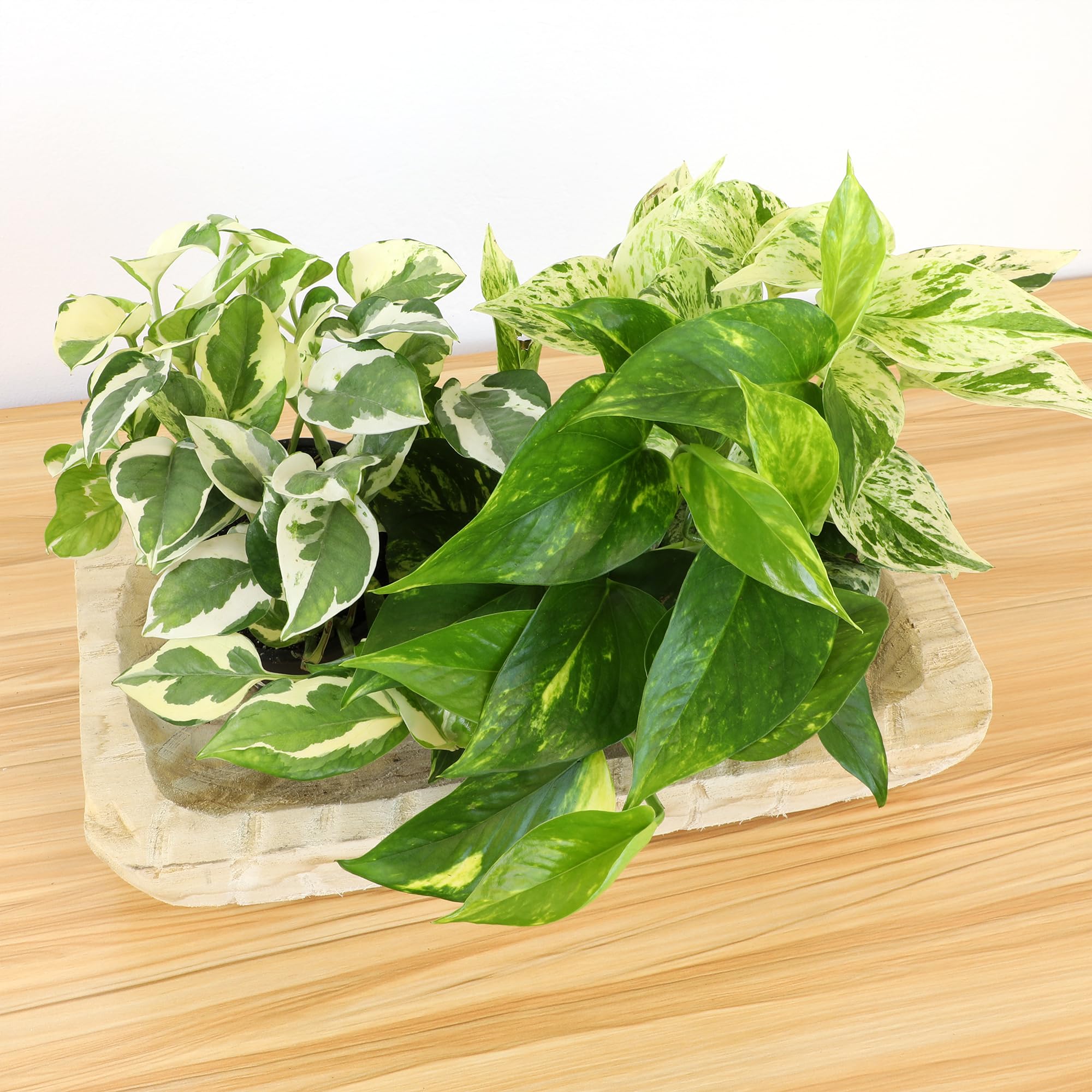 Live Pothos Plants (4PK) Indoor Plants Live Houseplants, Pothos Live Plant House Plants, Money Plant Indoor Pothos Plant Decor, Devils Ivy Trailing Plants Live by Plants for Pets,Black