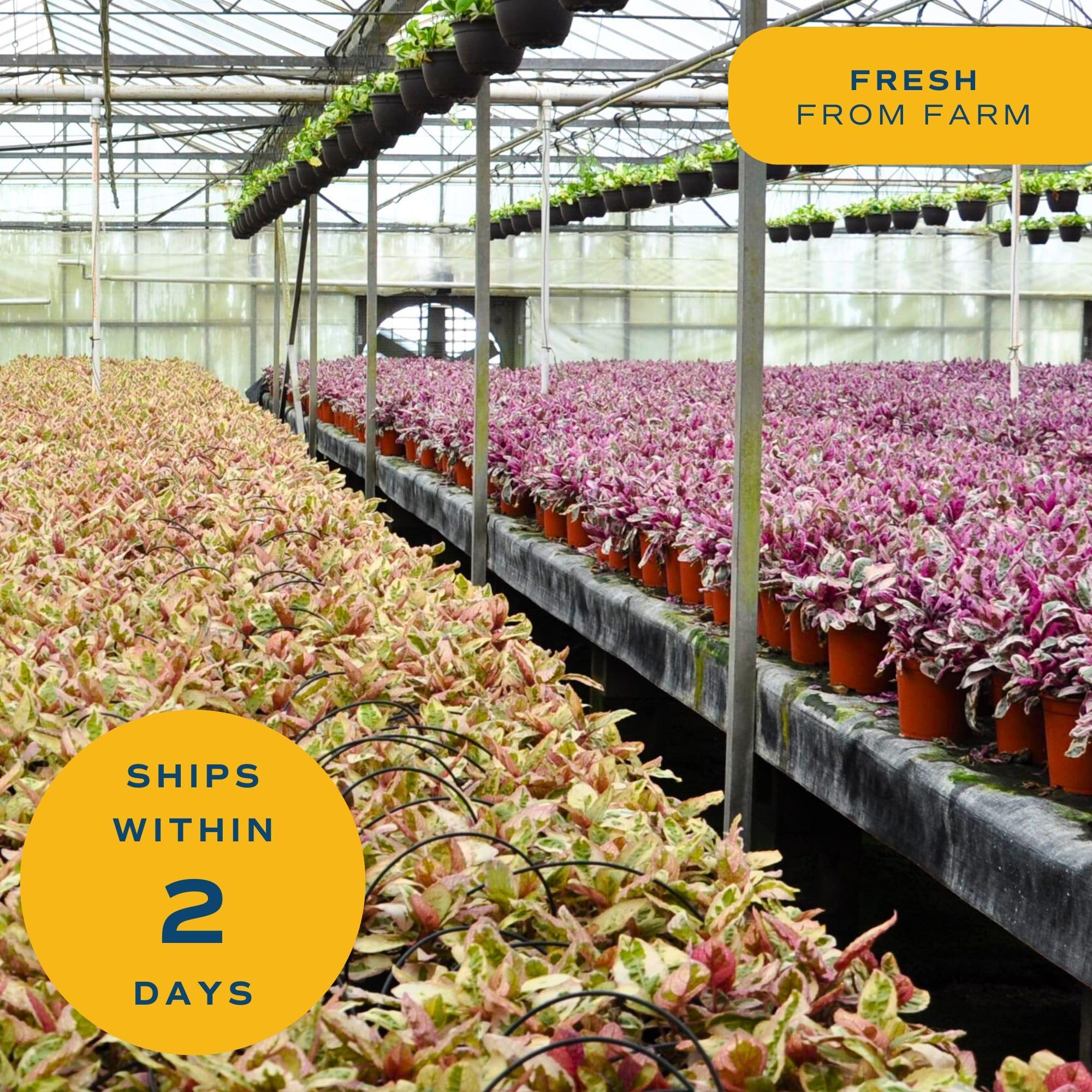 Costa Farms Live Indoor Plants in Decorative Pots, Easy to Maintain, Air Purifying Houseplants, Assorted Varieties, Room or Home Decor, House Warming Gift, 8-12 Inches Tall, Pack of 3