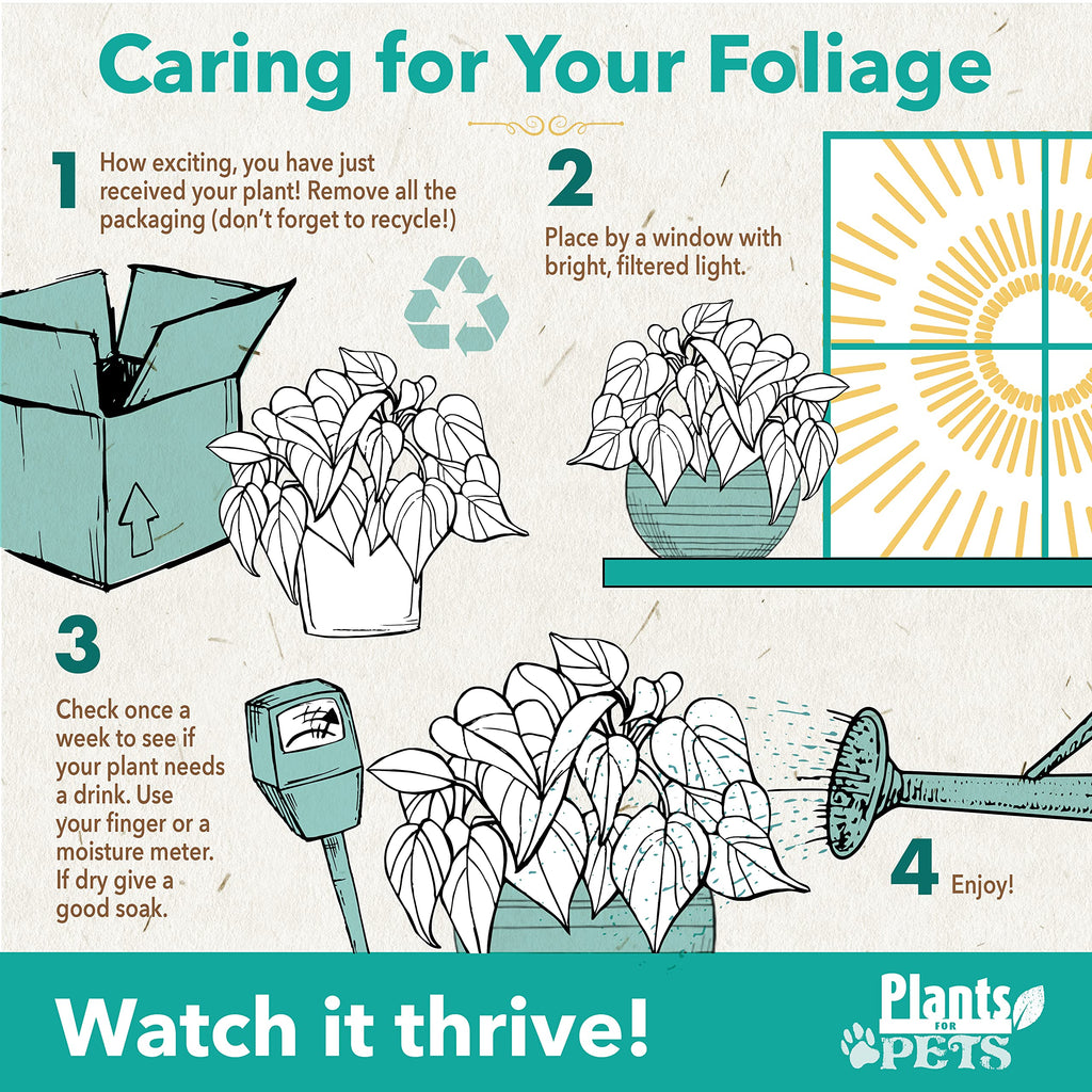 Live Pothos Plants (4PK) Indoor Plants Live Houseplants, Pothos Live Plant House Plants, Money Plant Indoor Pothos Plant Decor, Devils Ivy Trailing Plants Live by Plants for Pets,Black