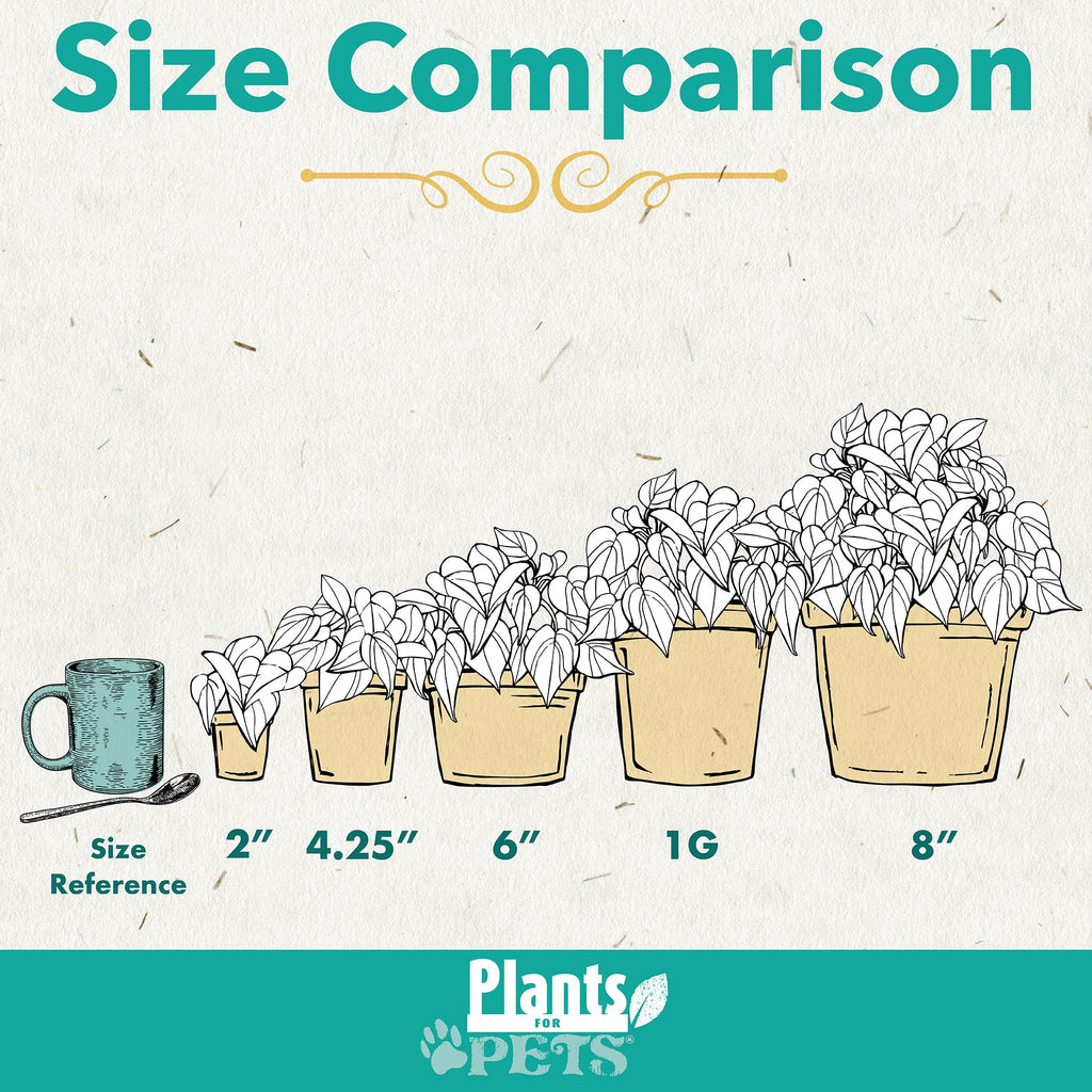 Live Pothos Plants (4PK) Indoor Plants Live Houseplants, Pothos Live Plant House Plants, Money Plant Indoor Pothos Plant Decor, Devils Ivy Trailing Plants Live by Plants for Pets,Black